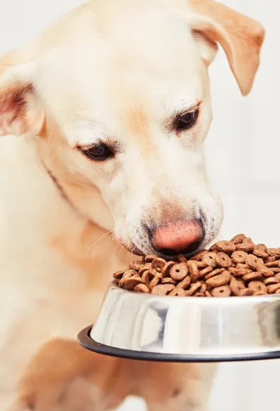 dog eating food from bowl